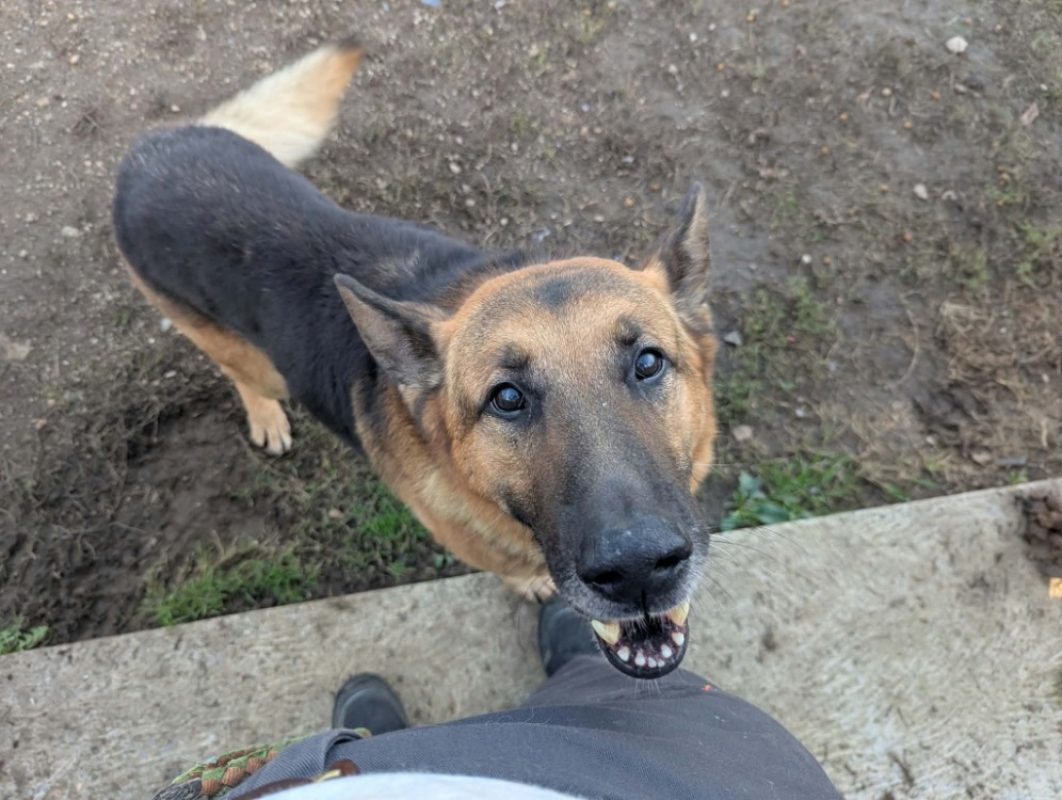 Odin - Chien Berger Allemand à adopter - photo 3