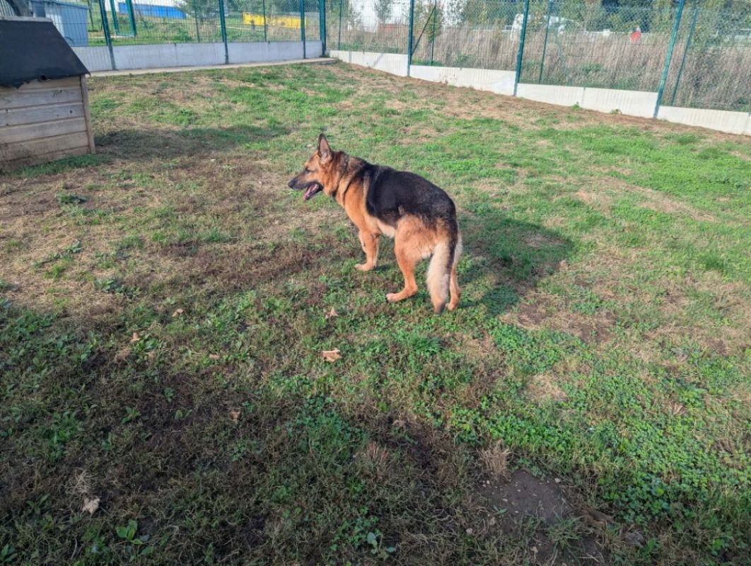 Odin - Chien Berger Allemand à adopter - photo 4
