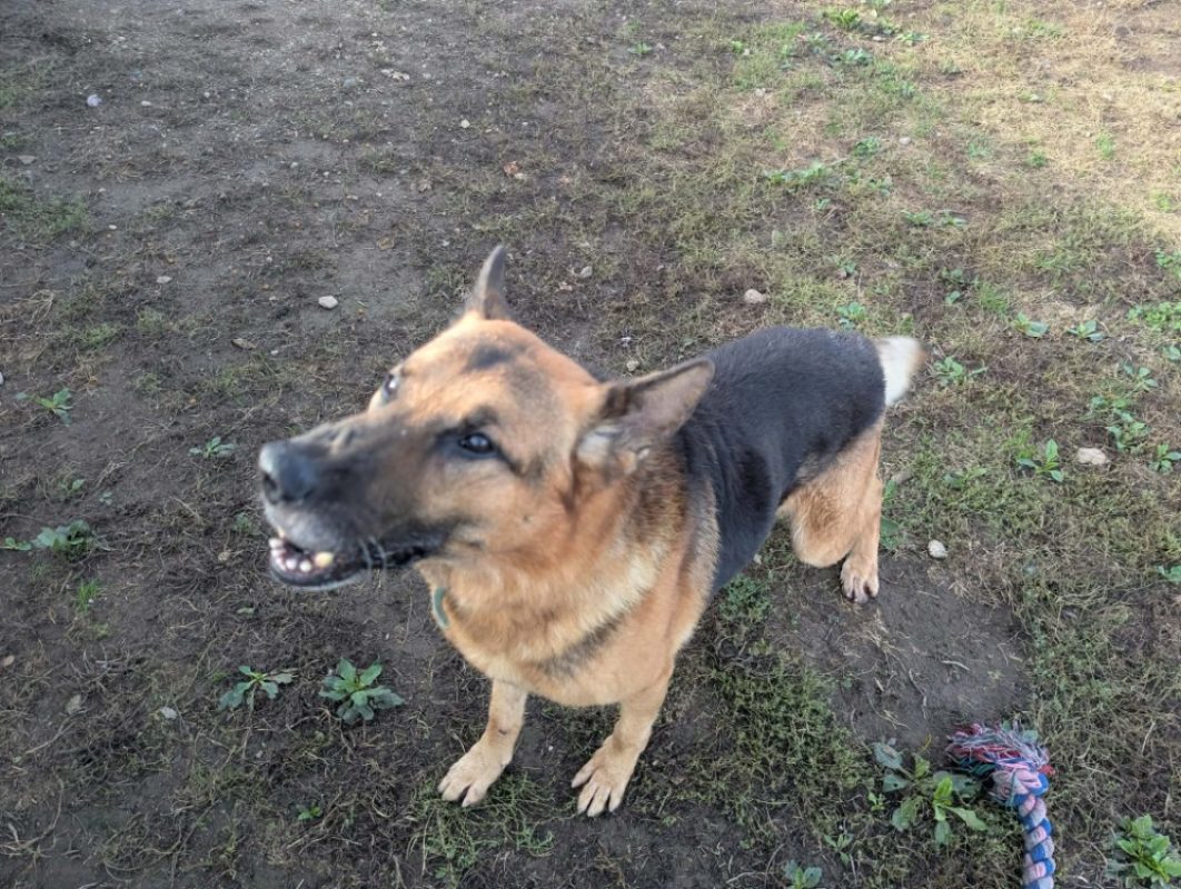 Odin - Chien Berger Allemand à adopter - photo 5