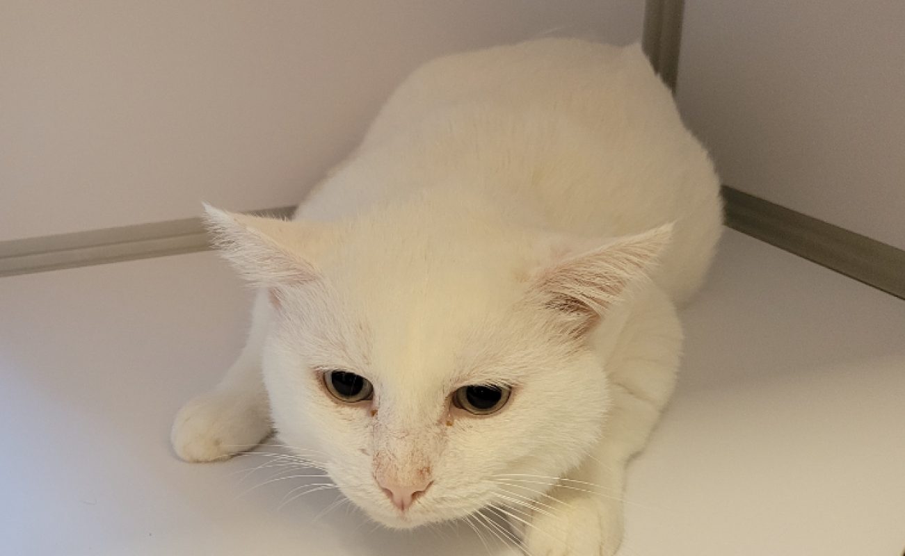 Karma - Chat Européen à adopter