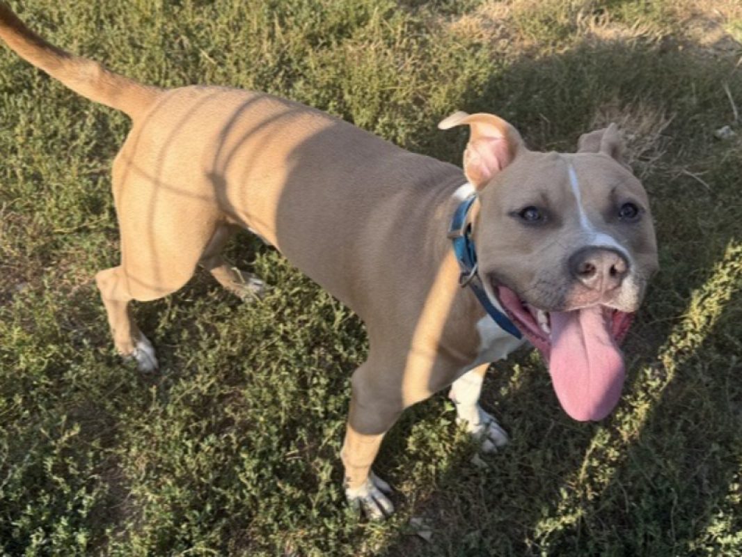 Kayzeur - Chien Bouledogue Américain à adopter