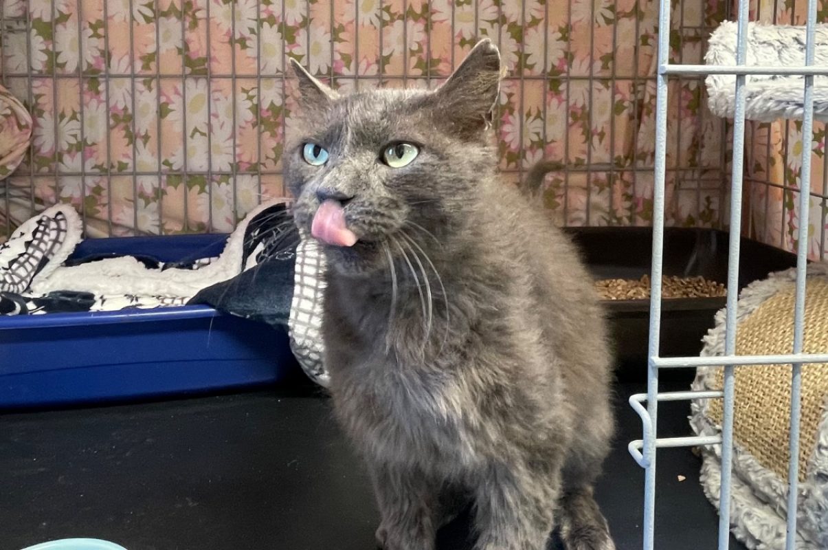 Arthur - Chat Européen à adopter