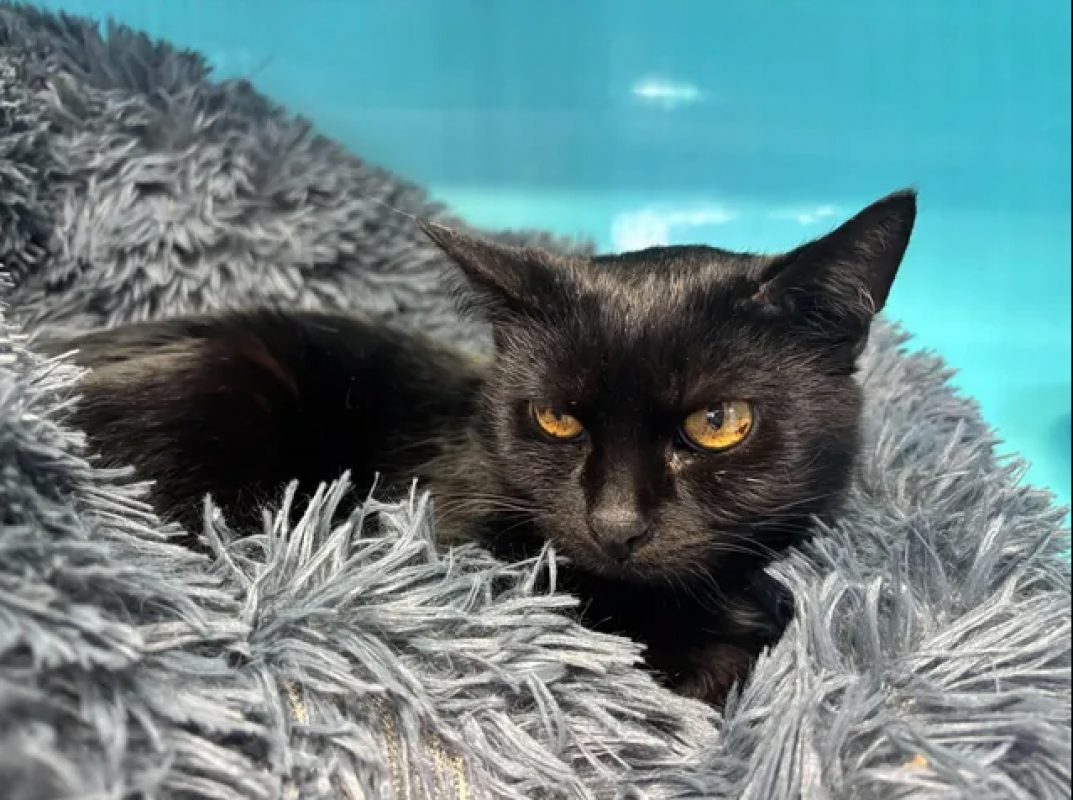 Nougatine - Chat Européen à adopter