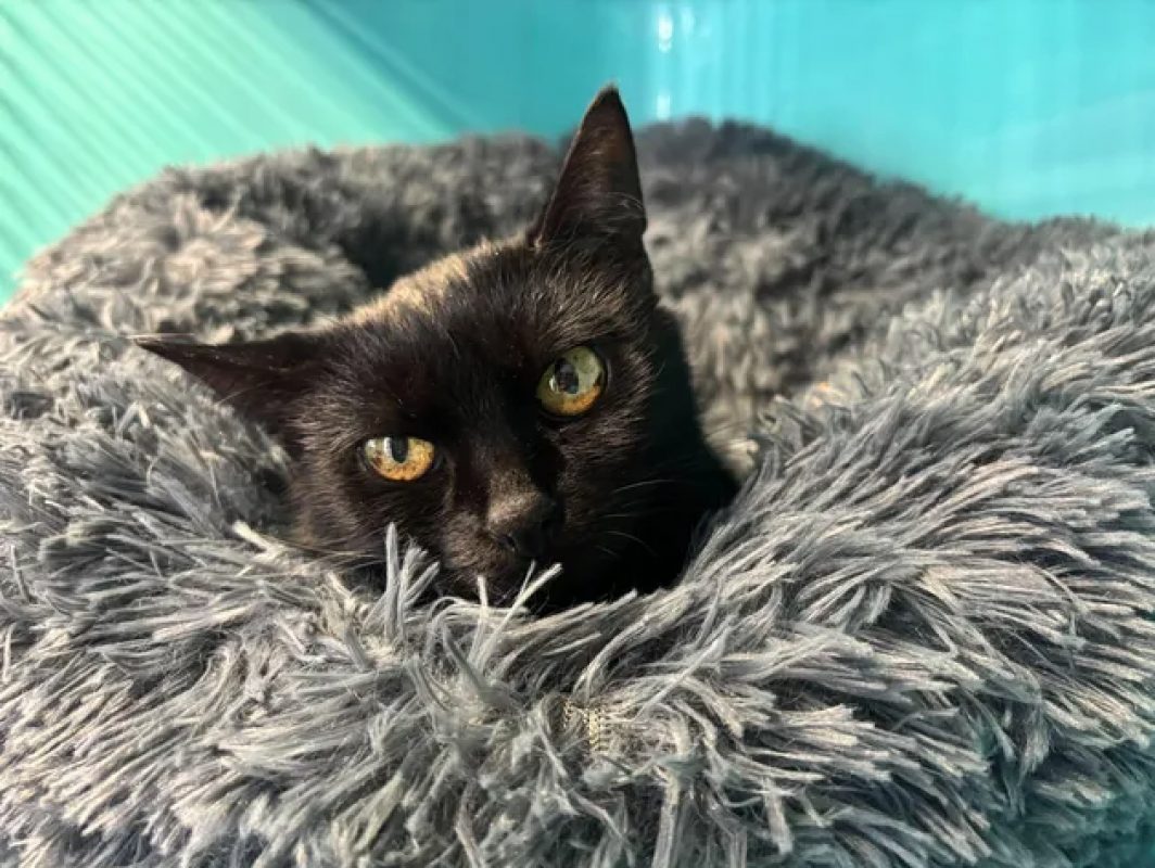 Nougatine - Chat Européen à adopter - photo 2