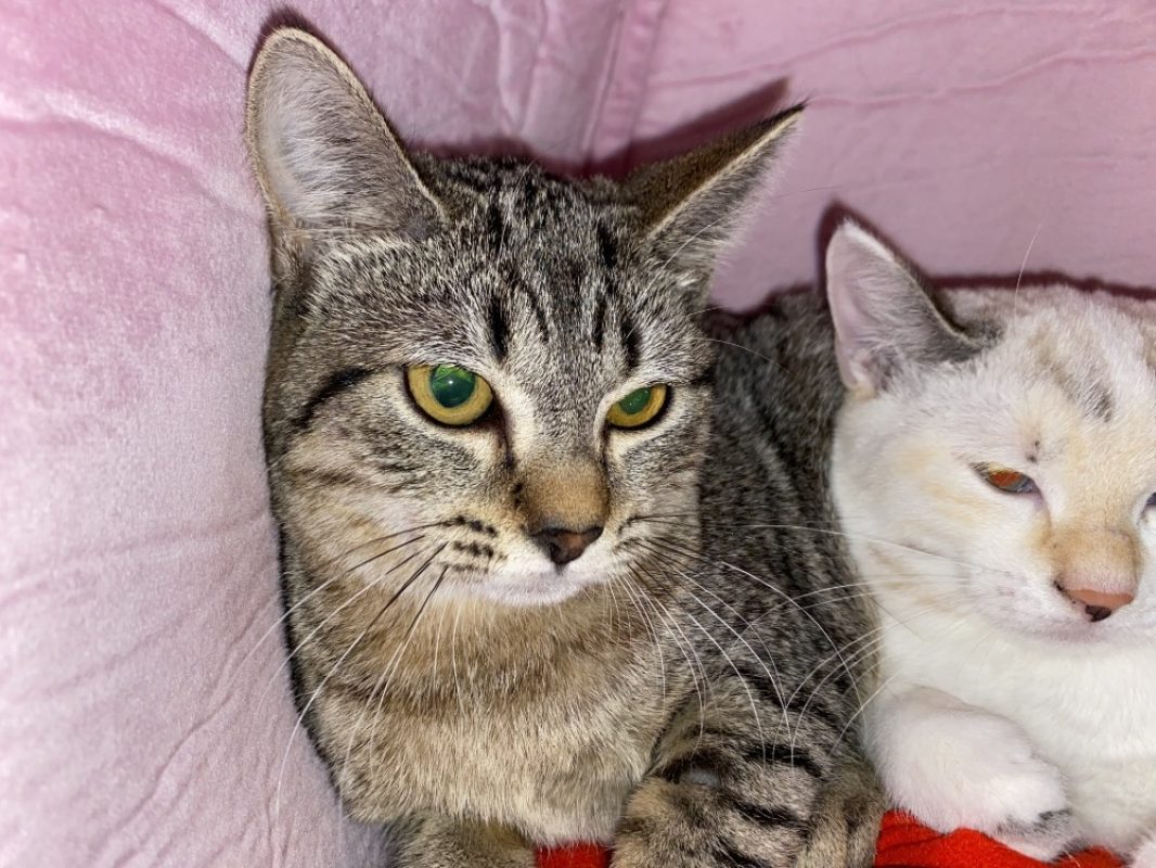 Wasabi - Chat Européen à adopter