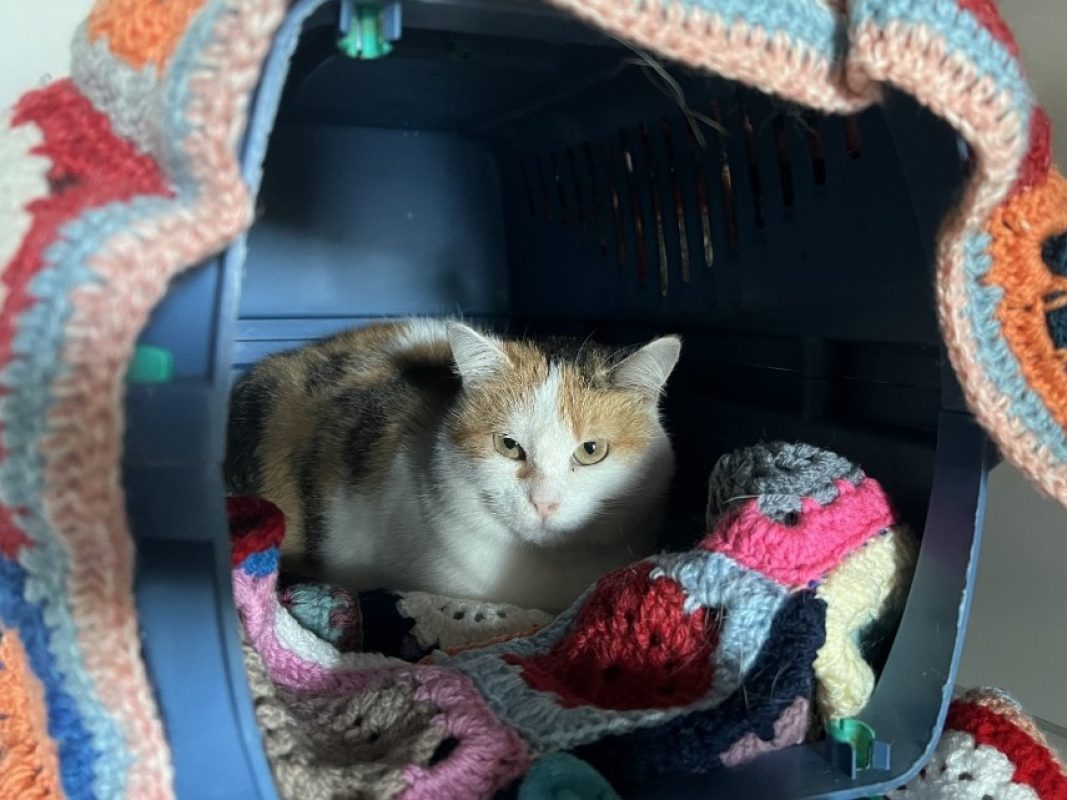Perrie - Chat Européen à adopter