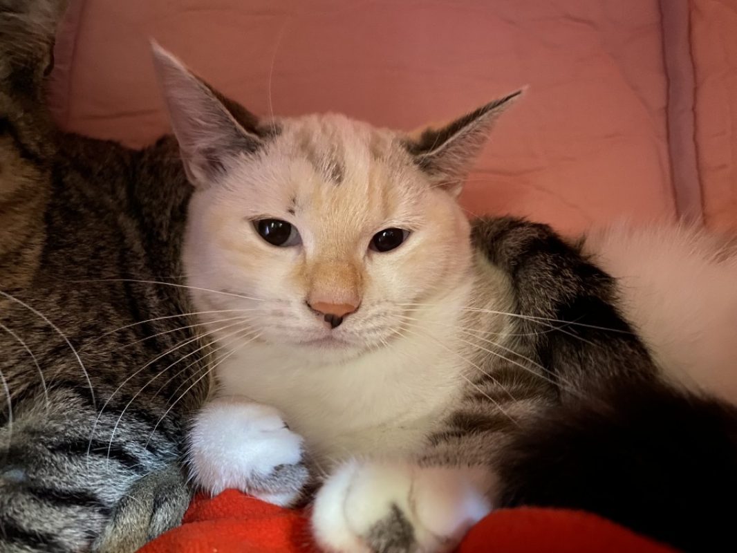 Crasy - Chat Européen à adopter