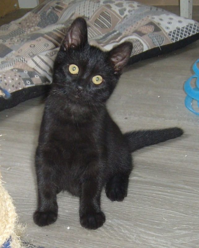 Vortex - Chat à adopter