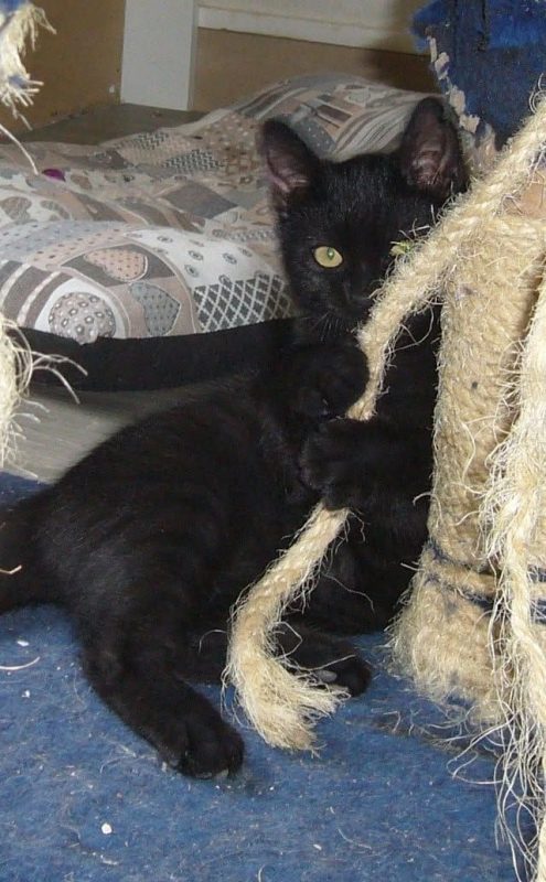 Vortex - Chat à adopter - photo 2