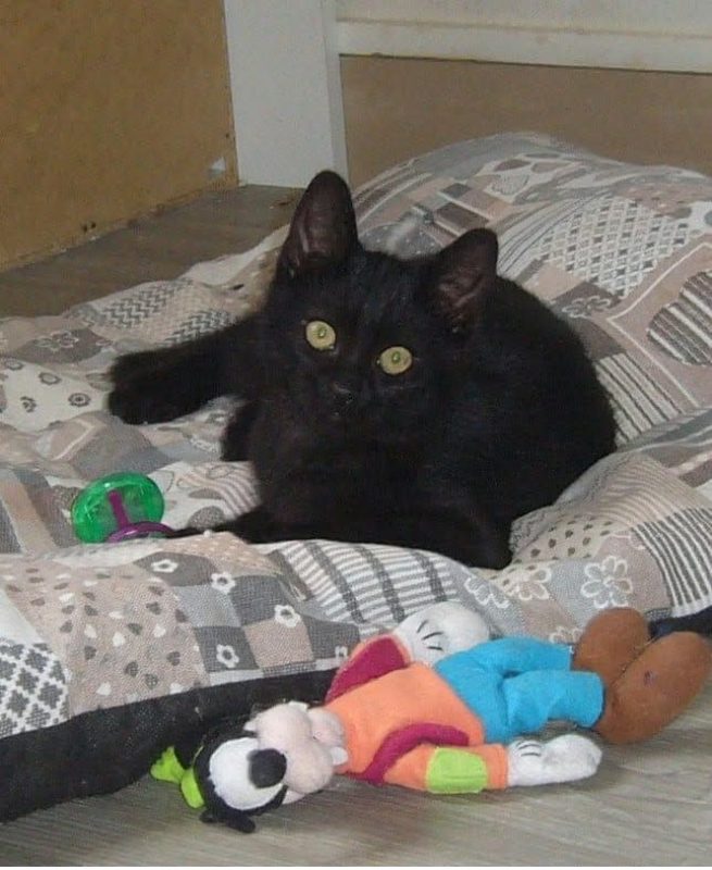 Vortex - Chat à adopter - photo 3
