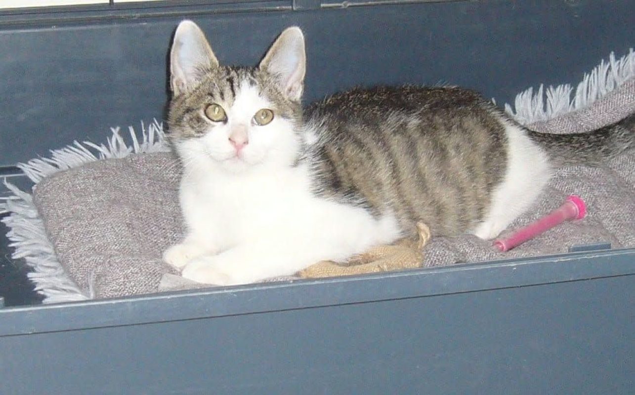 Volkan - Chat à adopter - photo 2