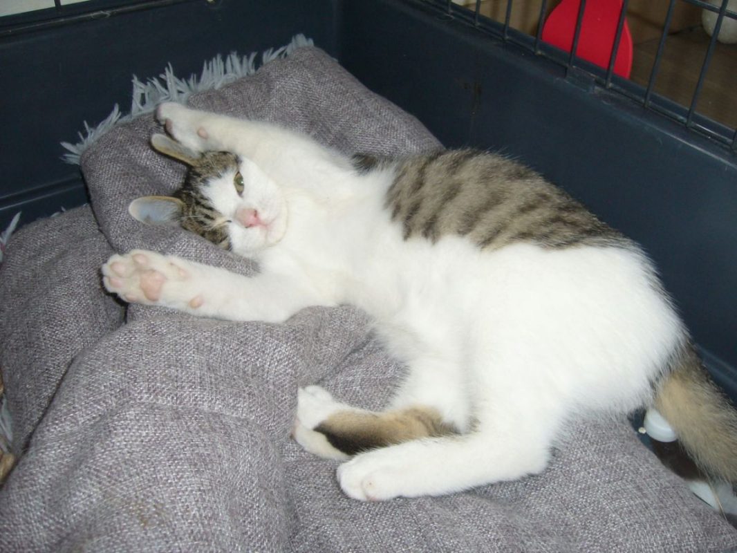 Volkan - Chat à adopter