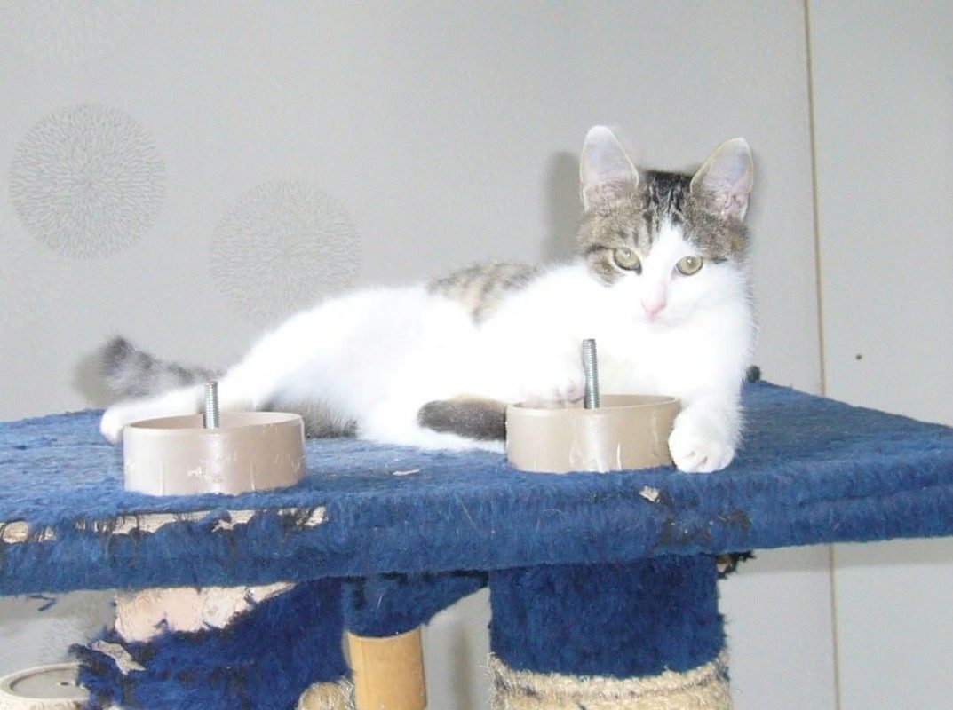 Volkan - Chat à adopter - photo 3
