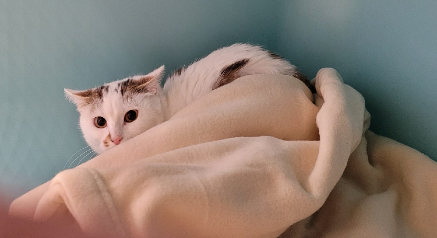 Bonnemine - Chat Européen à adopter