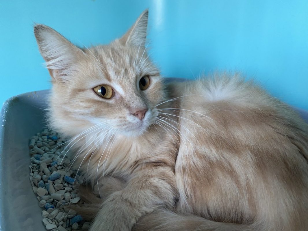 Mirabelle - Chat Européen à adopter