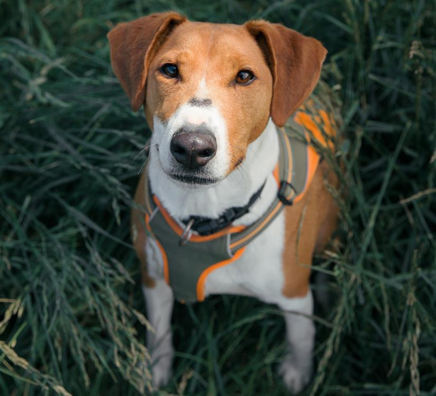 Photo #2 de Samcarlos