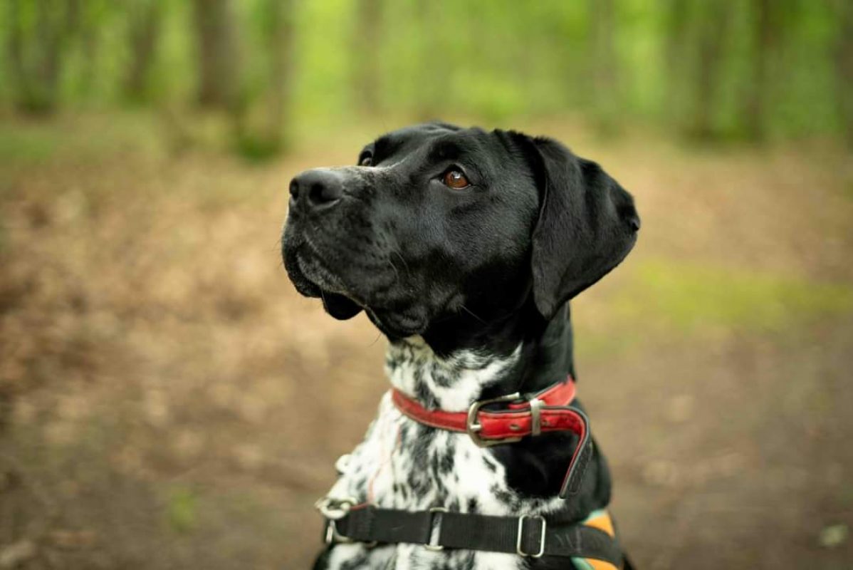 Cassegrain - Chien à adopter - photo 2