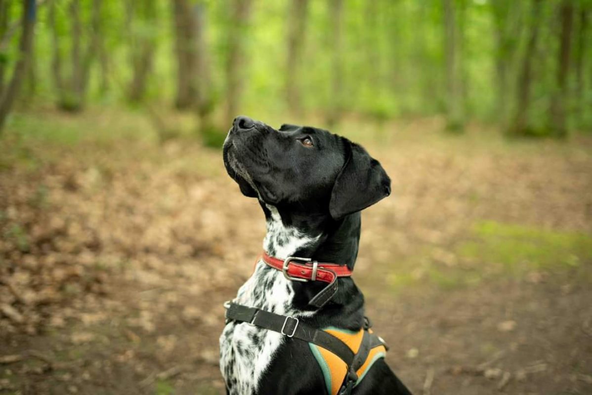 Cassegrain - Chien à adopter - photo 3