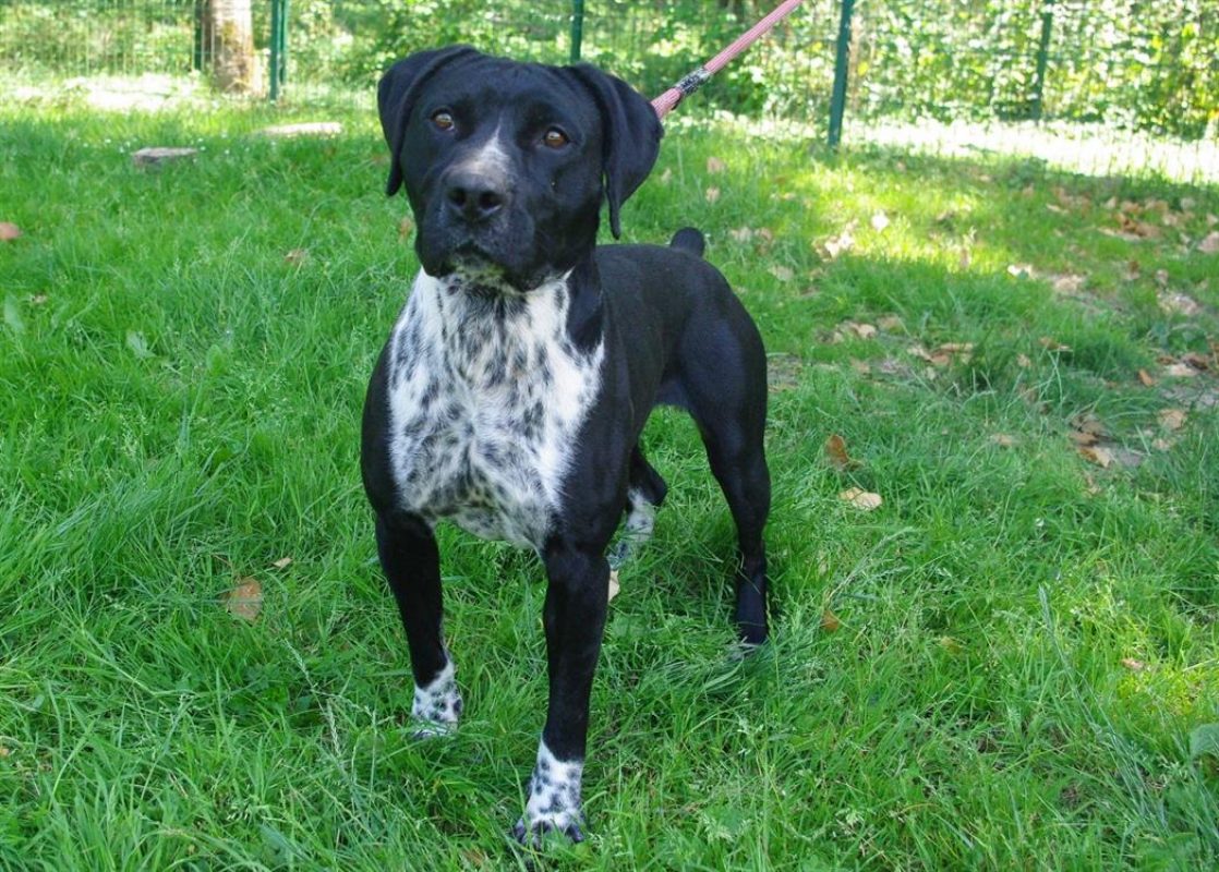 Cassegrain - Chien à adopter - photo 4
