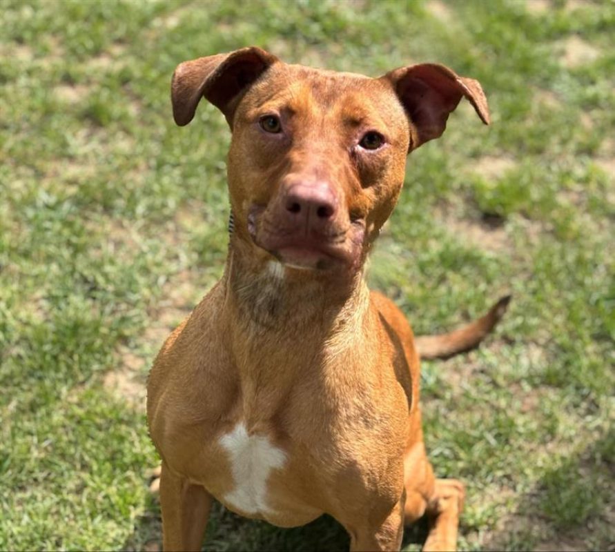 Uma - Chien Berger à adopter
