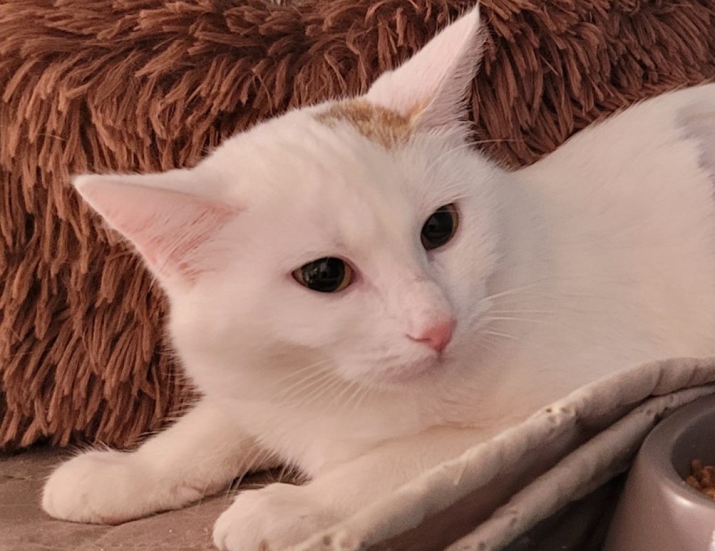 Falbala - Chat Européen à adopter