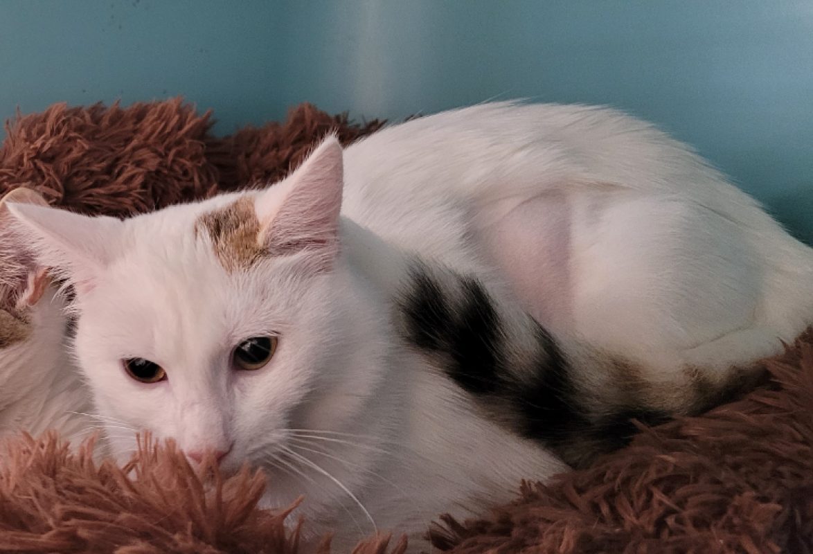 Falbala - Chat Européen à adopter - photo 2