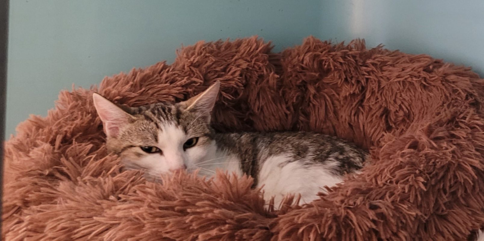 Obelix - Chat Européen à adopter