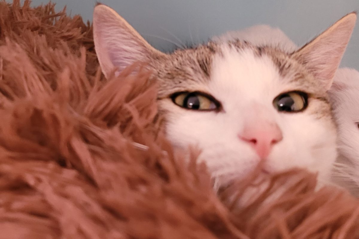 Obelix - Chat Européen à adopter - photo 2
