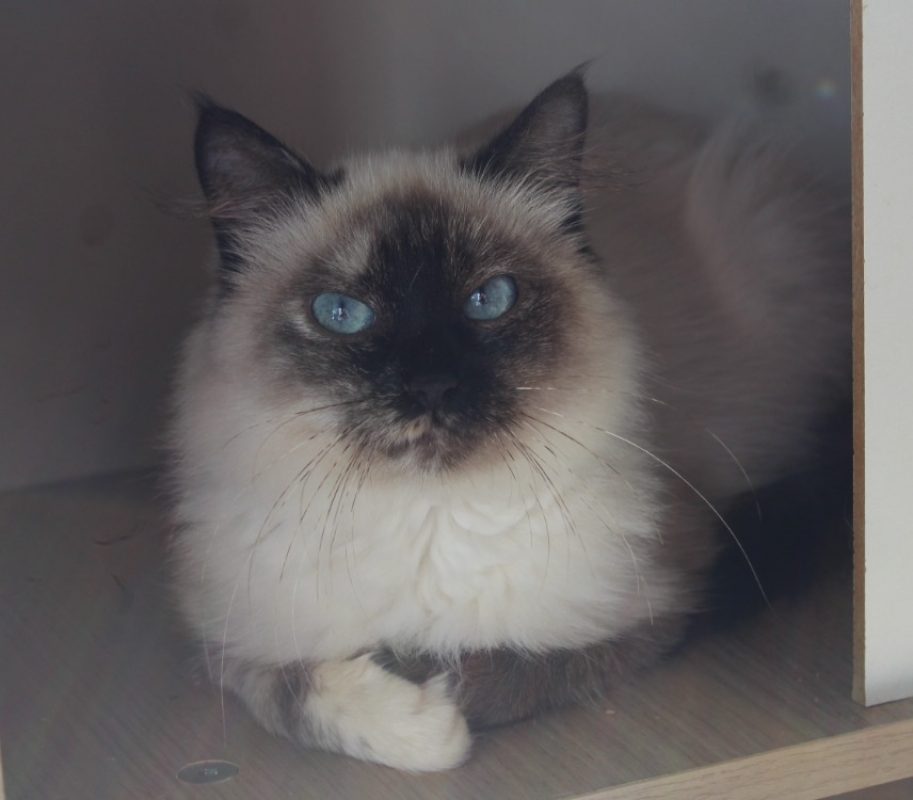 Jasmine - Chat à adopter
