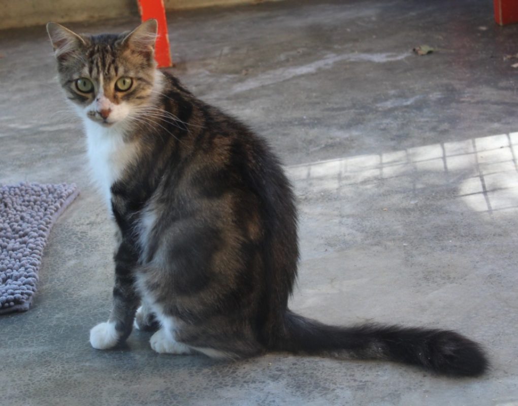 Vox - Chat Européen à adopter - photo 2