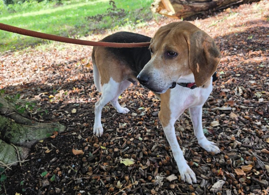 Honoari - Chien Anglo-Français de Petite Vènerie à adopter