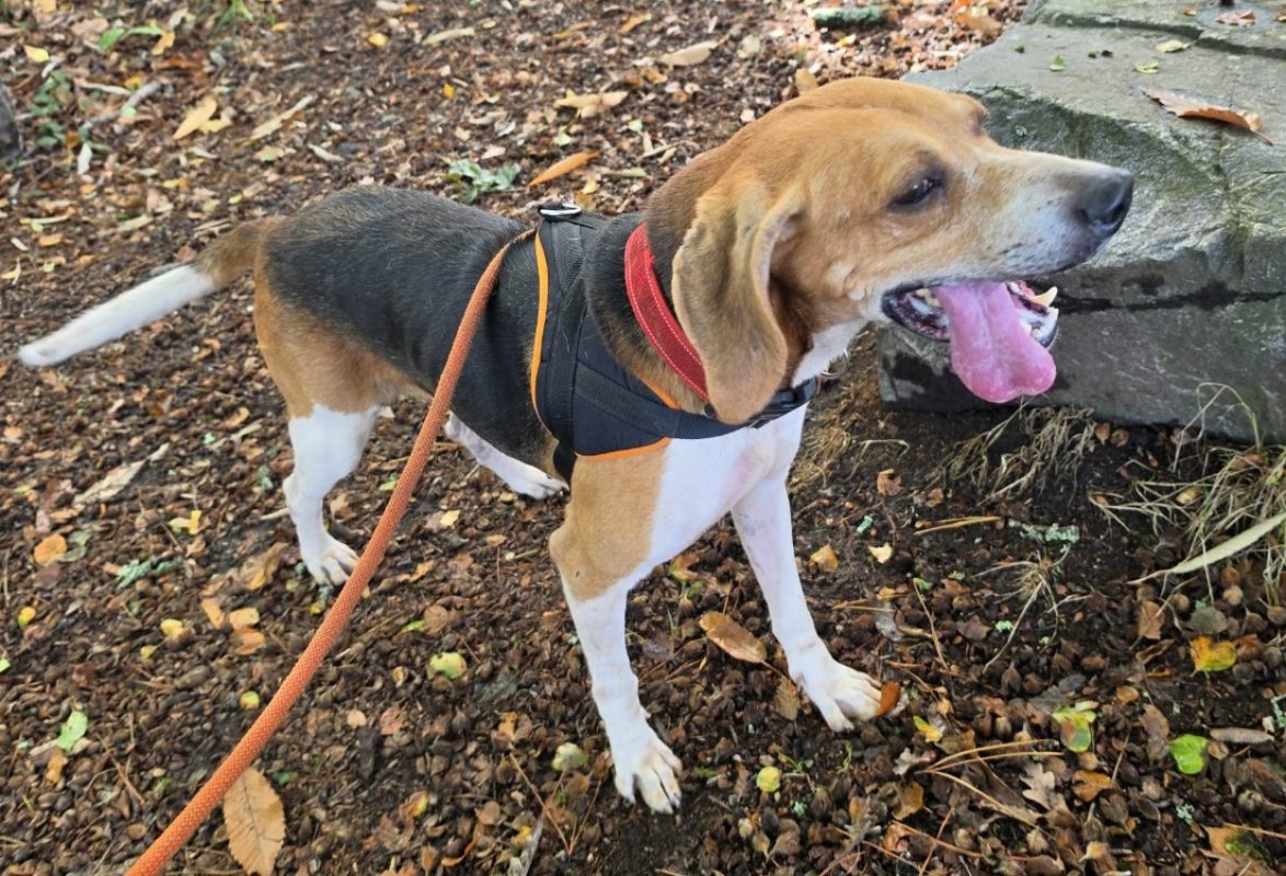 Honoari - Chien Anglo-Français de Petite Vènerie à adopter - photo 2