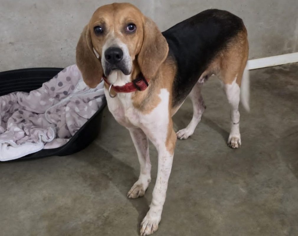 Honoari - Chien Anglo-Français de Petite Vènerie à adopter - photo 3