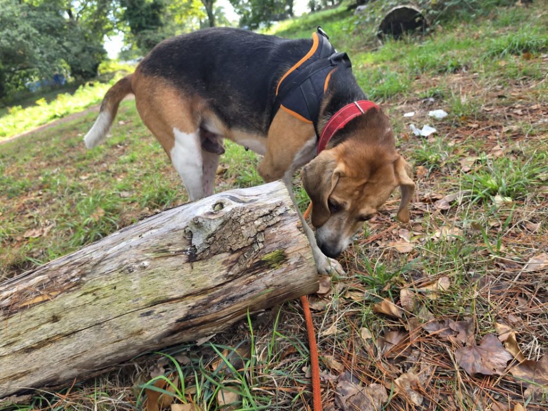 Honoari - Chien Anglo-Français de Petite Vènerie à adopter - photo 4