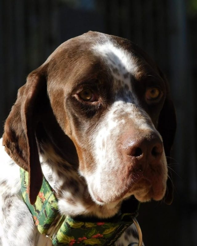 Azor - Chien Pointer Anglais à adopter - photo 2