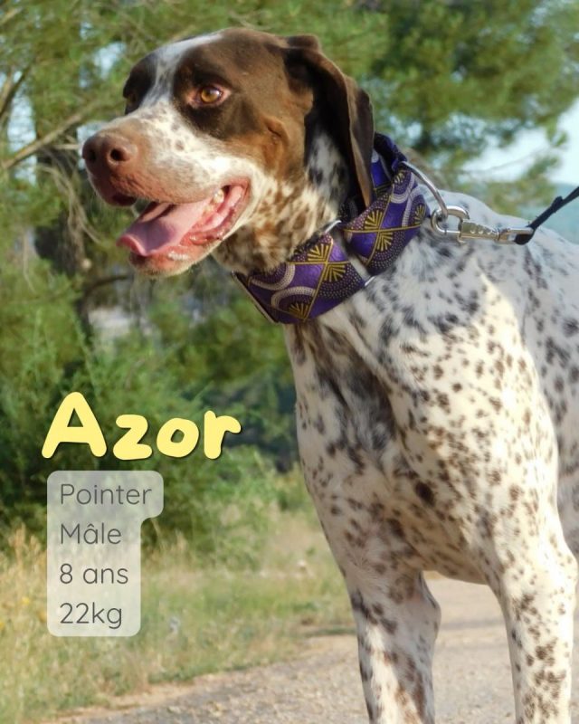 Azor - Chien Pointer Anglais à adopter - photo 3