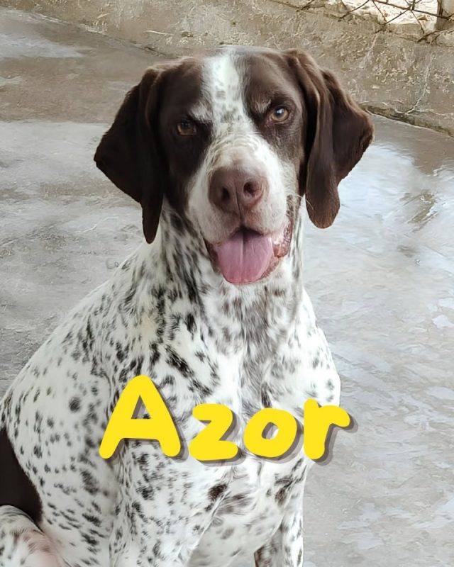 Azor - Chien Pointer Anglais à adopter