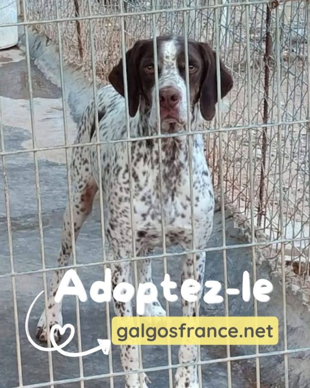Azor - Chien Pointer Anglais à adopter - photo 5