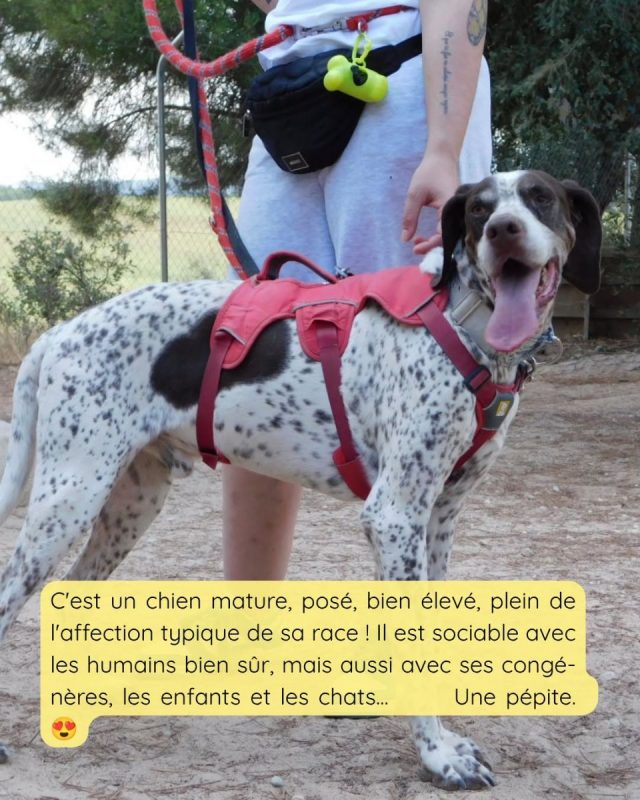 Azor - Chien Pointer Anglais à adopter - photo 4