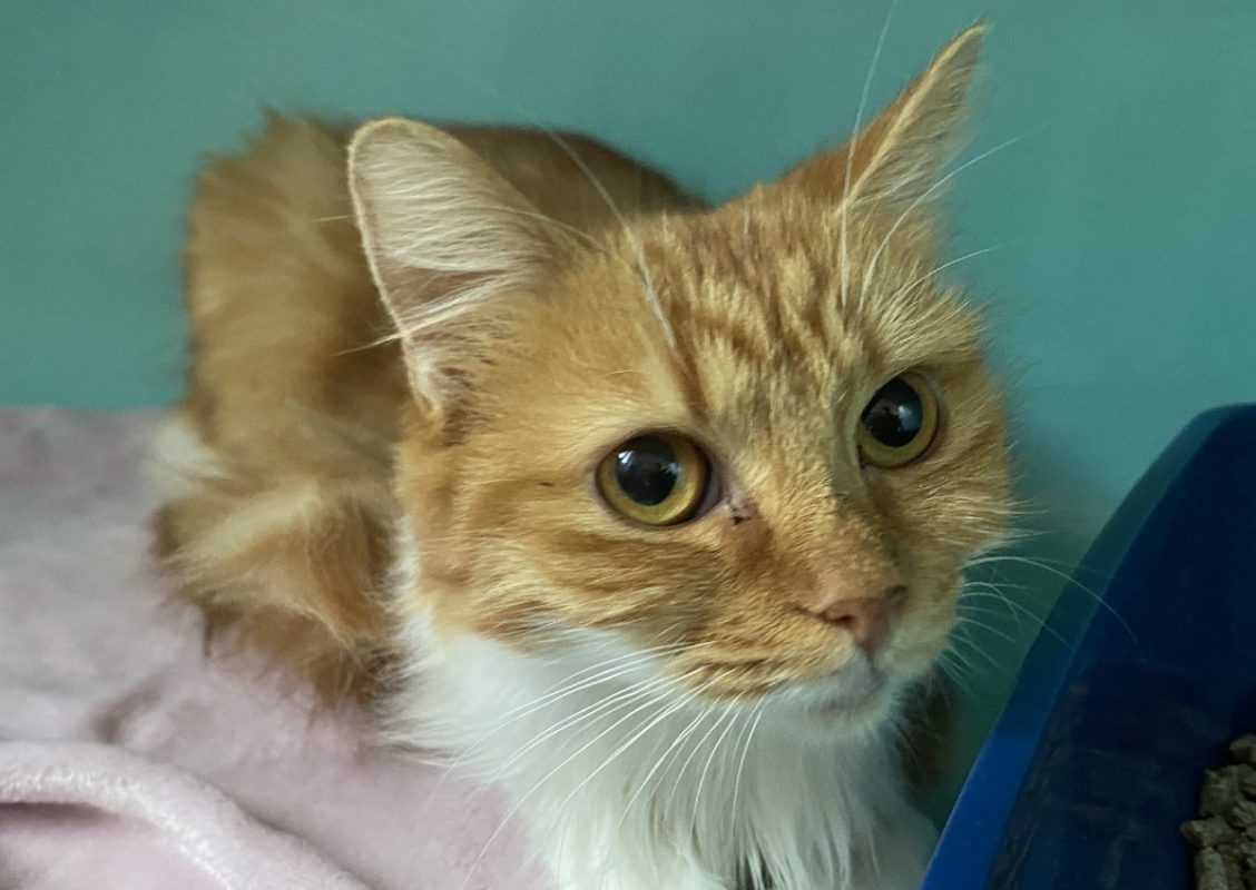 Poupoune - Chat Européen à adopter