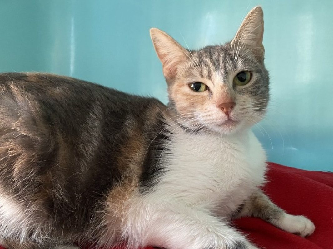 Lilas - Chat Européen à adopter