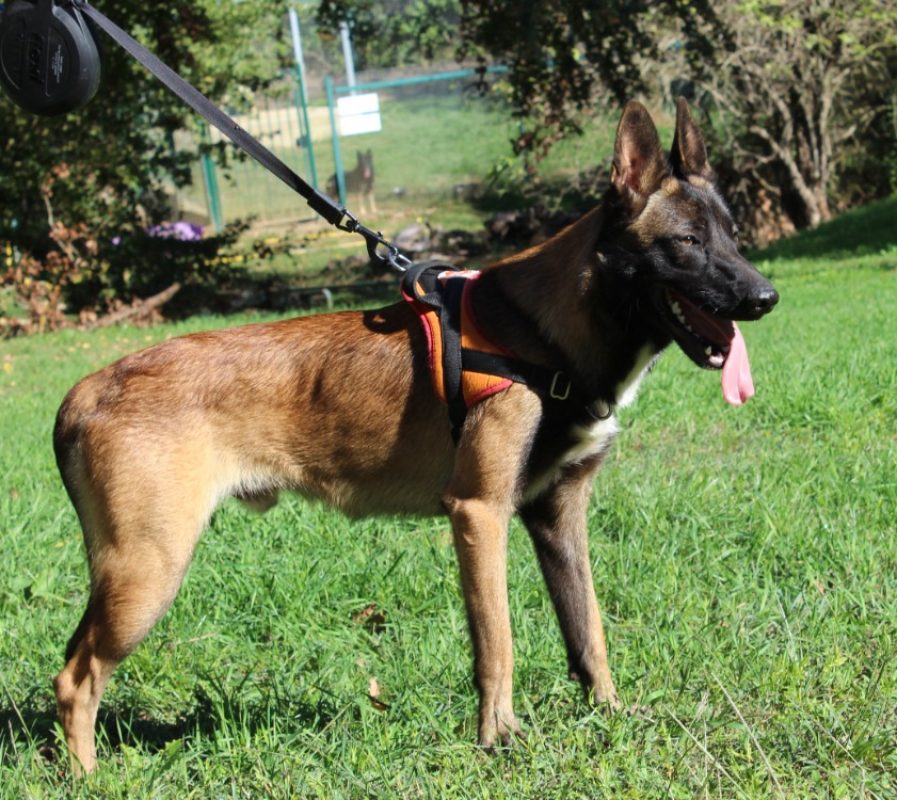 Axel - Chien Berger Belge Malinois à adopter
