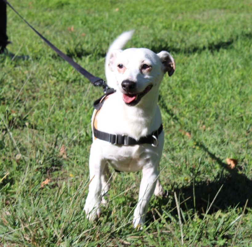 Lucky - Chien à adopter