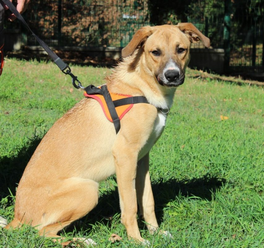 Max - Chien à adopter