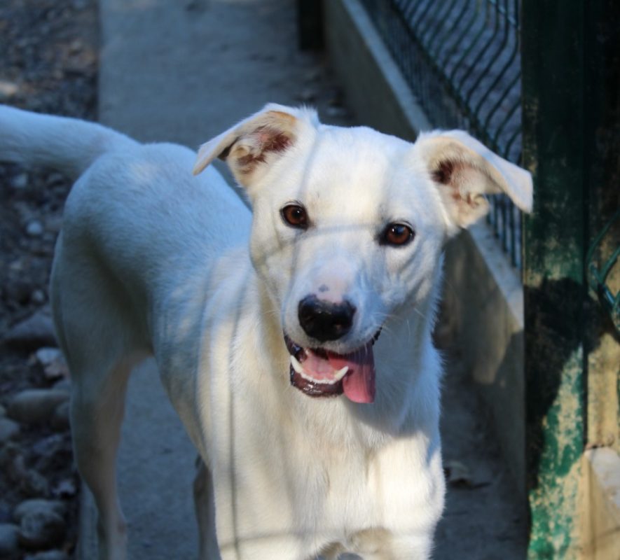 Lucy - Chien à adopter