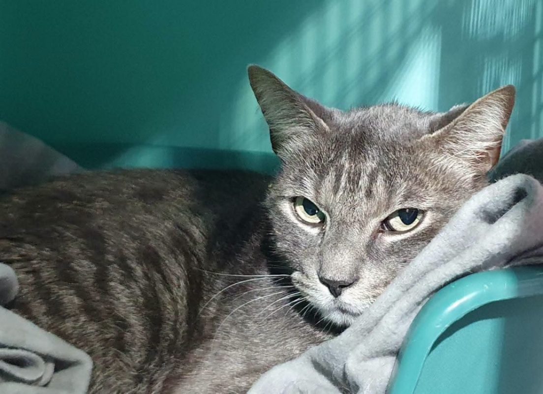 Doug - Chat Européen à adopter