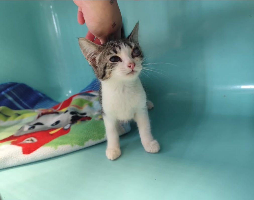 Hestia - Chat Européen à adopter
