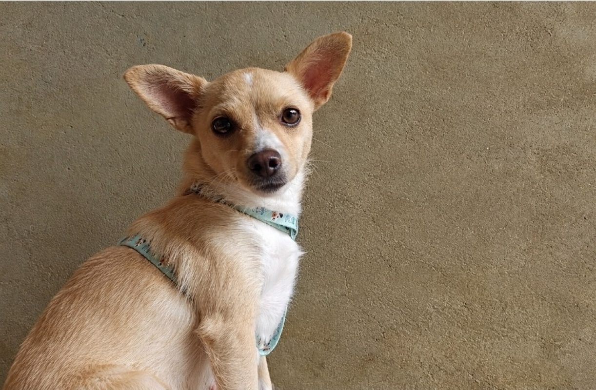 Chloé - Chien Chihuahua à adopter