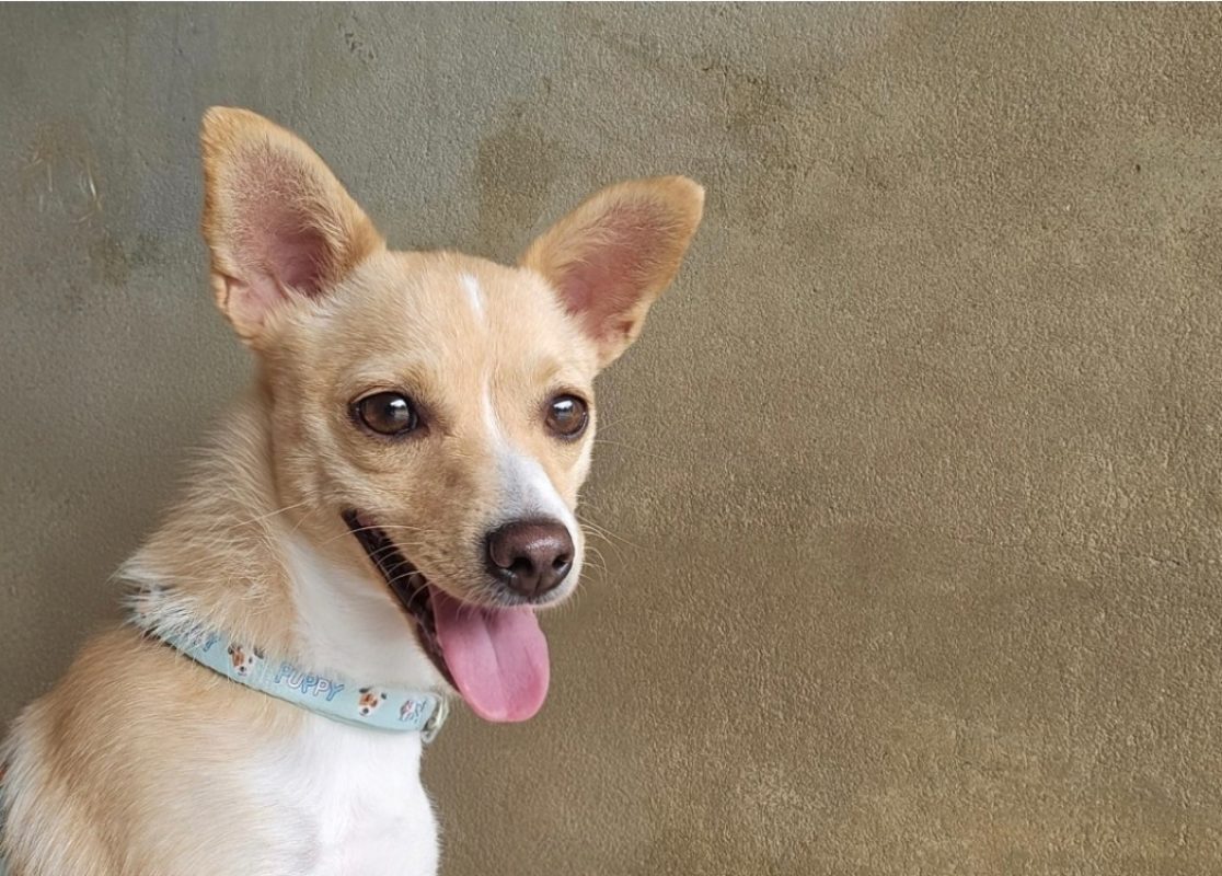 Chloé - Chien Chihuahua à adopter - photo 2