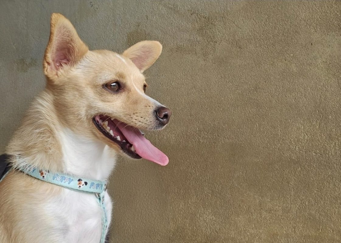 Chloé - Chien Chihuahua à adopter - photo 3